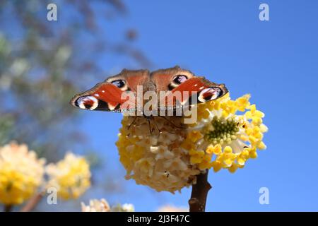 Ein englischer Pfauenfalter, Extraktion von Pollen aus den gelben und weißen Blüten einer Edgewothis chrysantha, Nanjing Gold, Paperbush, Thymelaeaceae, Stockfoto