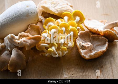 Eine Auswahl an essbaren Wildpilzen, darunter Oyster, King Oyster, Chanterelles und Maitake-Pilze, die reich an Vitamin B sind Stockfoto