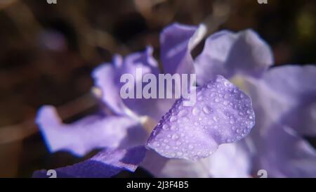 Wassertröpfchen auf purpurner Blume seine eine einheimische Blume des himalaya indien und sein gemeinsamer Name ist zwei Kegelblütenstrobilanthes capitat Stockfoto