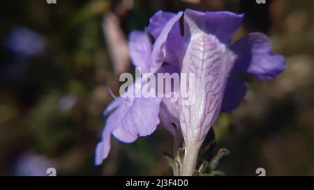 Bild einer exotischen Blume. Sein gemeinsamer Name ist zwei koneflower strobilanthes capitata Stockfoto