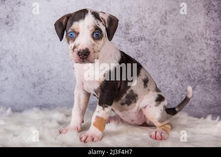 Louisiana Catahoula Leopard Dog Welpe sitzt auf grau Stockfoto