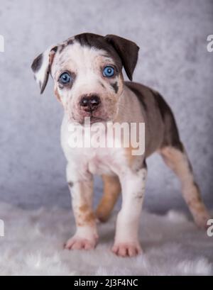 Louisiana Catahoula Leopard Dog Welpe sitzt auf grau Stockfoto