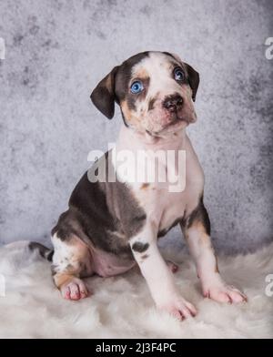 Louisiana Catahoula Leopard Dog Welpe sitzt auf grau Stockfoto