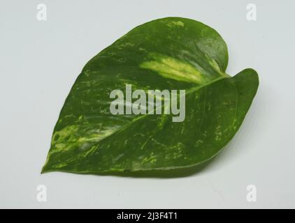 Geldpflanzenblatt. Mit weißem Hintergrund Stockfoto