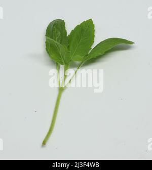Hindi Name: Tulsi englischer Name: Heiliger Basil Lateinischer Name: Ocimum sactum Linn Penn. Mit weißem Hintergrund Stockfoto