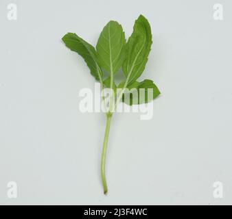 Hindi Name: Tulsi englischer Name: Heiliger Basil Lateinischer Name: Ocimum sactum Linn Penn. Mit weißem Hintergrund Stockfoto