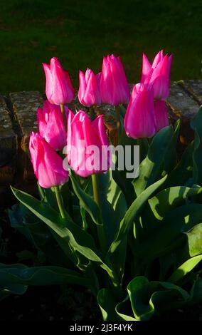 07/04/2022 Gravesend UK Frühling blühende Tulpen in der Morgensonne nach einem erfrischenden Regenschauer. Stockfoto