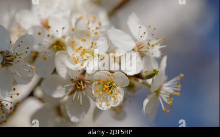 Nahaufnahme einer Baumblüte Stockfoto