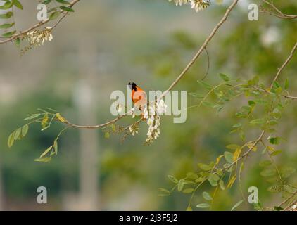 Nahaufnahme eines Vogels am Baum Stockfoto