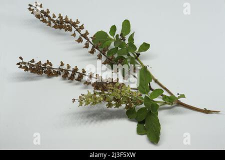 Hindi Name: Tulsi englischer Name: Heiliger Basil Lateinischer Name: Ocimum sactum Linn Penn. Mit weißem Hintergrund Stockfoto