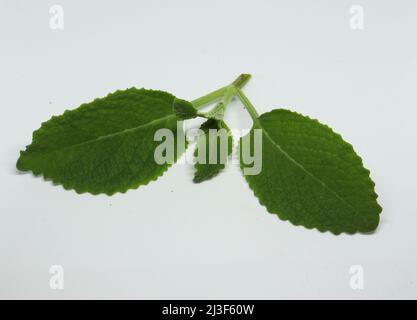 Land Borretschkraut (lokaler Name: Kapparawalliya) karpooravalli Blatt. Mit weißem Hintergrund. Mit weißem Hintergrund Stockfoto