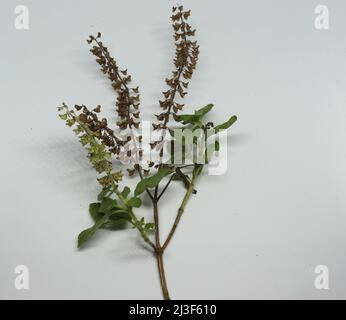 Hindi Name: Tulsi englischer Name: Heiliger Basil Lateinischer Name: Ocimum sactum Linn Penn. Mit weißem Hintergrund Stockfoto