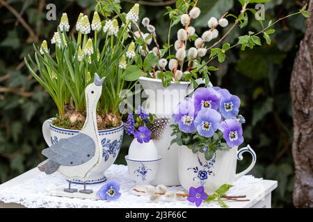 osterdekoration mit ostergans und lila und weißen Frühlingsblumen in Tassen Stockfoto