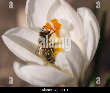 Biene auf einem Krokus Stockfoto