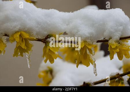 Gelbe Forsythia blüht mit Schnee bedeckt Stockfoto