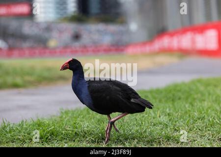 Melbourne, Australien. 08. April 2022. Zirkelatmosphäre - ein Vogel. 08.04.2022. Formel 1 Weltmeisterschaft, Rd 3, Großer Preis Von Australien, Albert Park, Melbourne, Australien, Übungstag. Bildnachweis sollte lauten: XPB/Press Association Images. Quelle: XPB Images Ltd/Alamy Live News Stockfoto