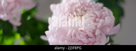 Rosa Chrysanthemen Stockfoto