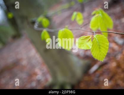 Blätter der gewöhnlichen Buche. Stockfoto