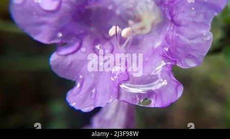 Wassertropfen auf violette Blume. Es ist eine einheimische Blume des himalaya indien und sein gemeinsamer Name ist zwei koneflower strobilanthes capitat Stockfoto