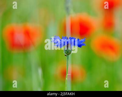 Kornblumenblume Single auf einem Mohn Feld. Blau leuchten die Blütenblätter. Detailaufnahme aus natürlicher Umgebung. Rote Farbflecken im Hintergrund Stockfoto