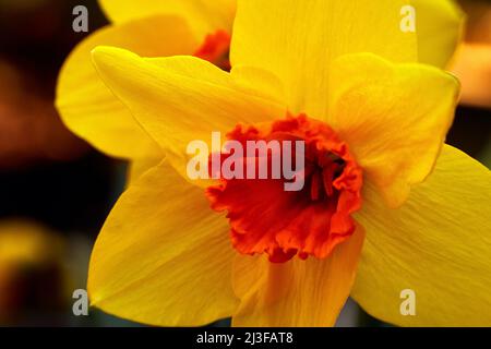 Nahaufnahme einer gelben Narzissus-Narzissenblume mit einer orangefarbenen, schönen Korona mit Tepalen Stockfoto