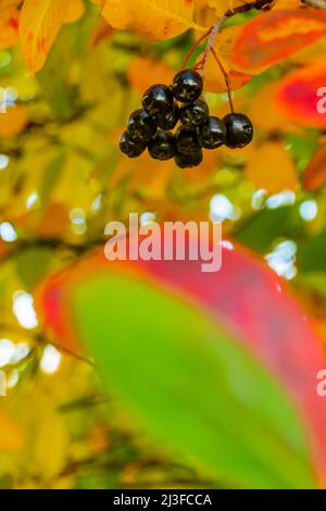 Helle Herbsthintergrund Blätter und Früchte von Apfelbeere Bush Stockfoto