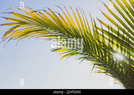 Nahaufnahme von Majestät Palmwedel (Ravenea rivularis), die im Sonnenlicht im sonnigen Hinterhof im Freien leuchtet und in geringer Tiefenschärfe aufgenommen wurde Stockfoto