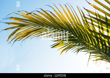 Nahaufnahme von Majestät Palmwedel (Ravenea rivularis), die im Sonnenlicht im sonnigen Hinterhof im Freien leuchtet und in geringer Tiefenschärfe aufgenommen wurde Stockfoto