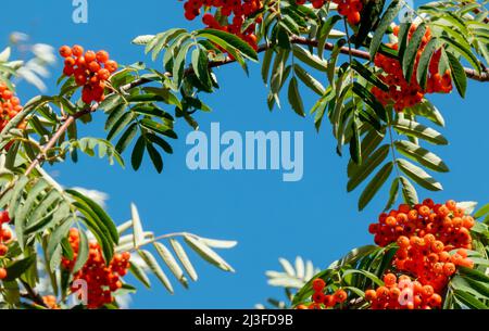 Ein Äste von Eberesche mit roten Beeren Banner. Herbst und natürlicher Hintergrund. Herbstbanner mit Vogelbeeren und Blättern. Speicherplatz kopieren. Stockfoto