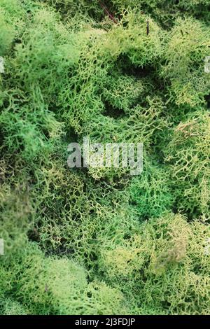 Klumpiges holpriges grünes Moos, das auf dem Boden wächst. Stockfoto