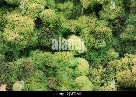 Klumpiges holpriges grünes Moos, das auf dem Boden wächst. Stockfoto