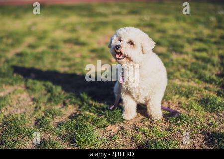 Weiße Bichon-Frise-Hunde sitzen an sonnigen Tagen auf Gras. Stockfoto