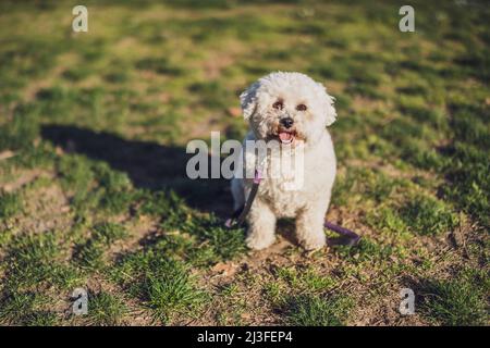 Weiße Bichon-Frise-Hunde sitzen an sonnigen Tagen auf Gras. Stockfoto