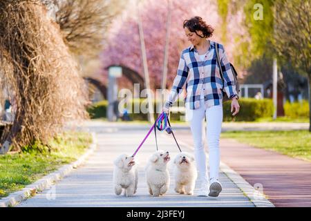 Weiße Bichon-Frise-Hunde gehen an sonnigen Tagen neben ihrem Besitzer. Stockfoto