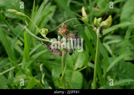 Überblick über einen schwarzen und grauen Squash-Käfer. Coreus marginatus Stockfoto