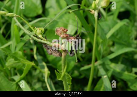 Überblick über einen schwarzen und grauen Squash-Käfer. Coreus marginatus Stockfoto