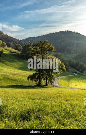 Schweiz, Landschaft, Natur, Berg, Fricktal, Wildtiere Stockfoto