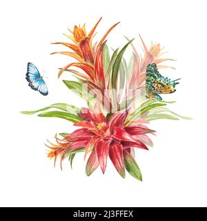 Tropische Bromeliadpflanze mit roten Blättern und Schmetterlingen, handbemalt in Aquarell. Die Abbildung ist auf einem weißen Hintergrund hervorgehoben. Feder oder Stockfoto