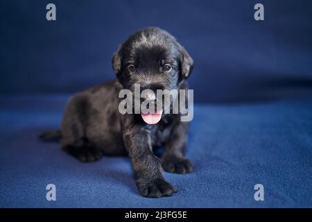 Porträt eines fröhlichen Welpen des schwarzen Riesen Schnauzer. Netter Hund, der auf dem Sofa sitzt und die Kamera anschaut. Stockfoto