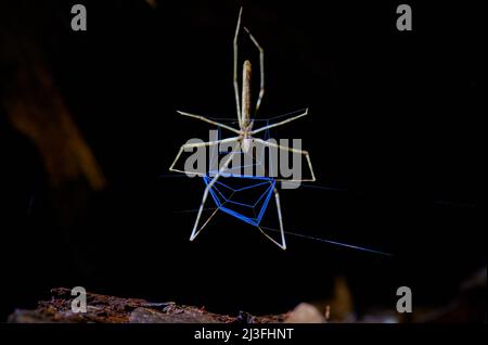 Netzspinne Deinopis longipes, La araña cara de ogro, Bau von blauem Spinnennetz, Maquenque Eco Lodge, Costa Rica, Mittelamerika Stockfoto