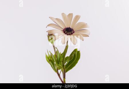 Selektiver Fokus der Blüte und der Knospe der osteospermum akila auf weißem Hintergrund Stockfoto