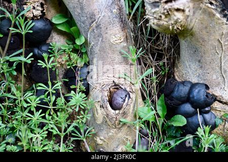 Black Ball Fungus (Daldinia concentrica) auf Tree Stumps Hook Norton Oxfordshire England großbritannien Stockfoto