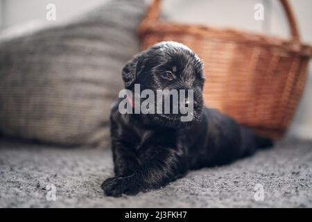 Porträt eines fröhlichen Welpen des schwarzen Riesen Schnauzer. Netter Hund, der auf dem Sofa liegt und die Kamera anschaut. Stockfoto