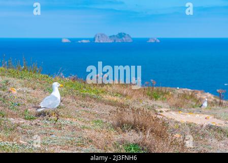 Möwen brüten auf der Insel Berlenga Grande in Portugal. Stockfoto