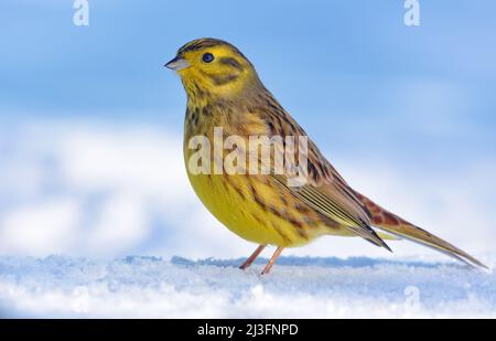 Der elegante männliche Yellowhammer (Emberiza citrinella) steht an hellen Wintertagen auf der Schneedecke Stockfoto