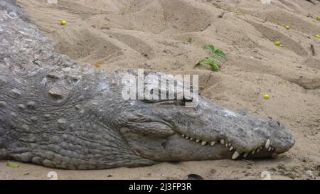 Nahaufnahme eines Krokodils, auf dem sich ein selektiver Fokus befindet Sand mit seinen Zähnen und Krallen sichtbar Stockfoto