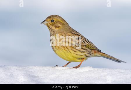 Die schüchterne Yellowhammer (Emberiza citrinella) spaziert im warmen, sonnigen Winter auf der Schneedecke Stockfoto