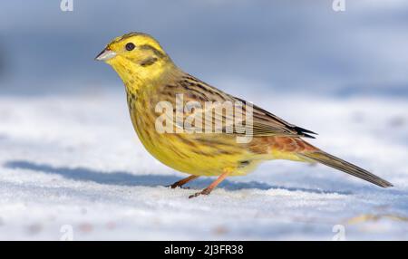 Der glänzende männliche Yellowhammer (Emberiza citrinella) steht an sonnigen Tagen auf dem Schneeboden Stockfoto