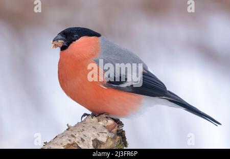 Winteraufnahme des Eurasischen Stierfinken (Pyrrhula pyrrhula) auf einem kleinen Zweig mit klarem, schneebedecktem Hintergrund Stockfoto