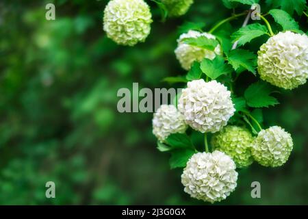 Kalina Buldanesh während der Blüte. Weiße große Blüten auf den Ästen, grüner Hintergrund mit Kopierraum Stockfoto